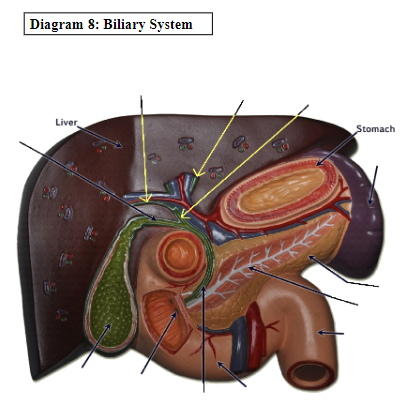 Diagram 8: Biliary System
Liver
Stomach