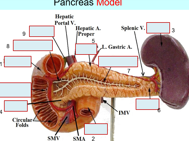 8
9
T
Circular4
Folds
Pancreas Model
Hepatic
Portal V.
SMV
Hepatic A.
Proper
5
SMA 2
Splenic V.
L. Gastric A.
7
IMV
3