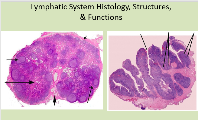 Lymphatic System Histology, Structures,
& Functions