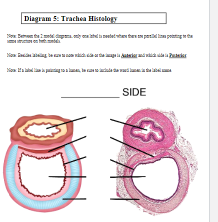Diagram 5: Trachea Histology
Note: Between the 2 model diagrams, only one label is needed where there are parallel lines pointing to the
same structure on both models.
Note: Besides labeling, be sure to note which side or the image is Anterior and which side is Posterior.
Note: If a label line is pointing to a lumen, be sure to include the word lumen in the label name.
M
SIDE
