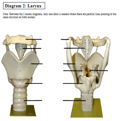 Diagram 2: Larynx
Note: Between the 2 model diagrams, only one label is needed where there are parallel lines pointing to the
same structure on both models