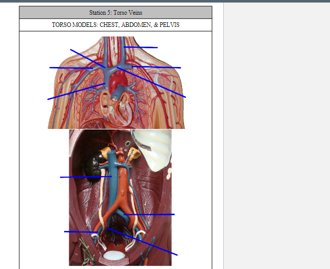 Station 5: Torso Veins
TORSO MODELS: CHEST, ABDOMEN, & PELVIS