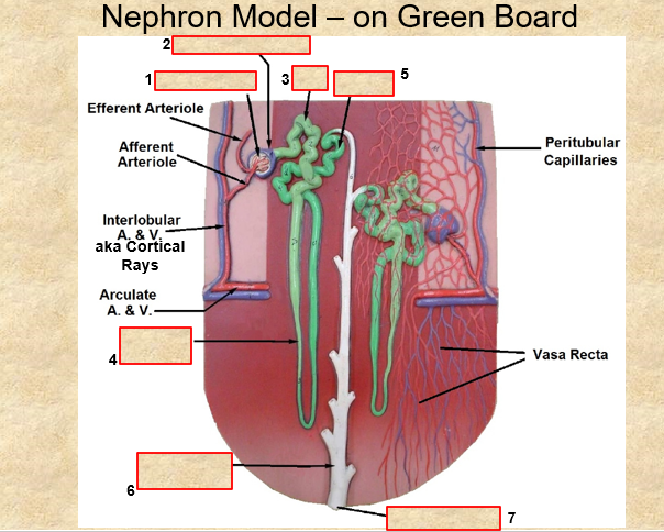Nephron Model - on Green Board
Efferent Arteriole
Afferent
Arteriole
Interlobular
A. & V.
aka Cortical
Rays
Arculate
A. & V.-
6
5
7
Peritubular
Capillaries
Vasa Recta