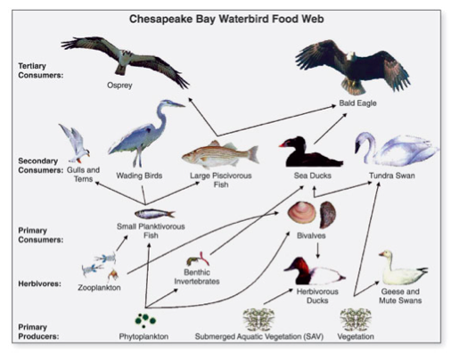 Chesapeake Bay Waterbird Food Web
Tertiary
Consumers:
Osprey
Bald Eagle
Secondary
Consumers: Gulls and
Tems,
Wading Birds
Large Piscivorous
Fish
Sea Ducks
Tundra Swan
Primary
Consumers:
Small Planktivorous
Fish
Bivalves
Benthic
Invertebrates
Herbivores: Zooplankton
Herbivorous
Ducks
Geese and
Mute Swans
Primary
Producers:
Phytoplankton
Submerged Aquatic Vegetation (SAV)
Vegetation
