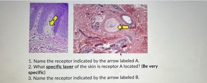 1. Name the receptor indicated by the arrow labeled A.
2. What specific layer of the skin is receptor A located? (Be very
specific)
3. Name the receptor indicated by the arrow labeled B.
