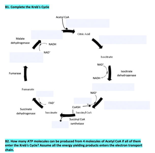 B1. Complete the Kreb's Cycle
Acetyl CoA
Citric Acd
Malate
dehydrogenase
NADH
NAD
Isocitrate
NAD
Isocitrate
Fumarase
dehydrogenase
NADH
Fumarate
NAD
FAD
COASH
Succinate
dehydrogenase
Succinate
Succinyl CoA
Succinyl CoA
synthetase
B2. How many ATP molecules can be produced from 4 molecules of Acetyl CoA if all of them
enter the Kreb's Cycle? Assume all the energy yielding products enters the electron transport
chain.
