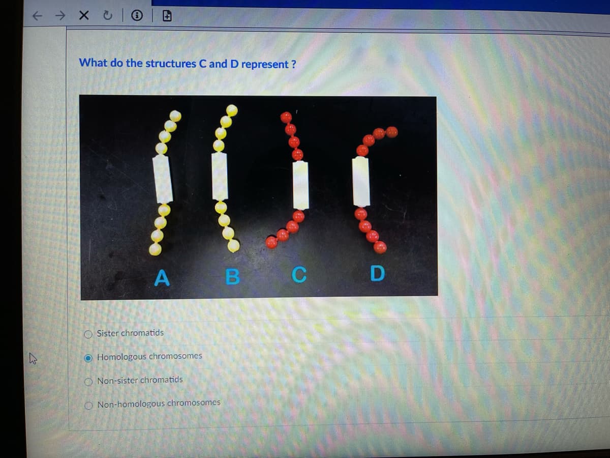 个→ Xu|①
What do the structures C and D represent ?
A B C D
O Sister chromatids
O Homologous chromosomes
O Non-sister chromatids
O Non-homologous chromosomes
