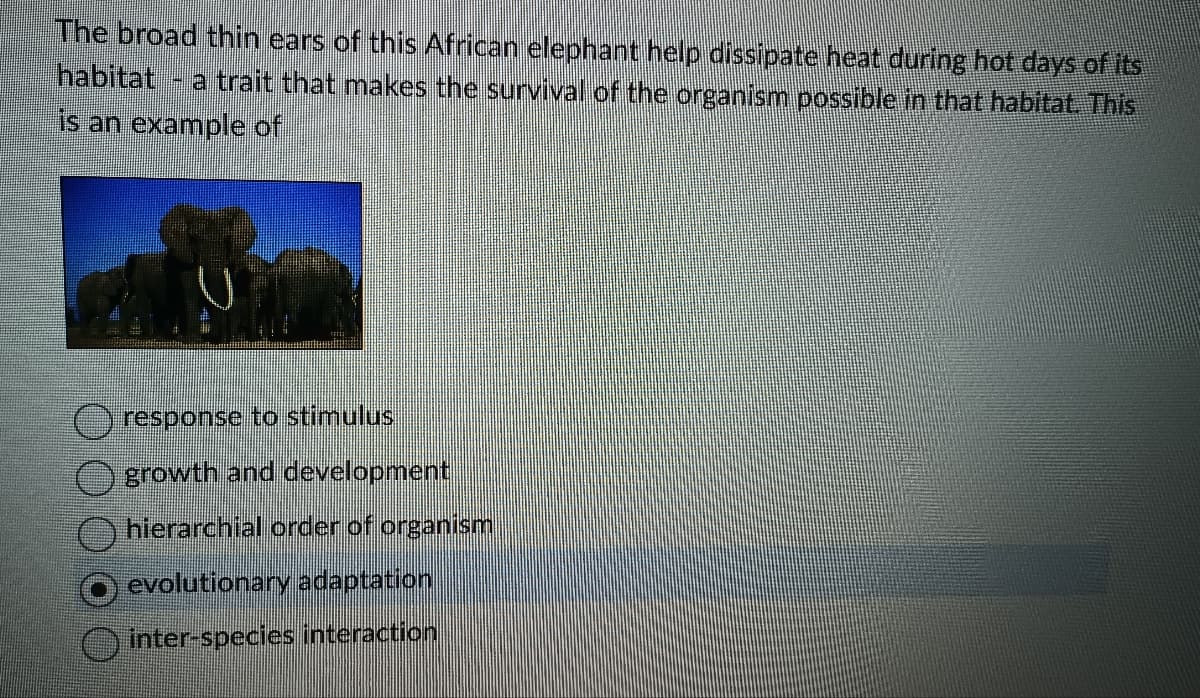 The broad thin ears of this African elephant help dissipate heat during hot days of its
habitat - a trait that makes the survival of the organism possible in that habitat. This
is an example of
response to stimulus
growth and development
hierarchial order of organism
evolutionary adaptation
inter-species interaction