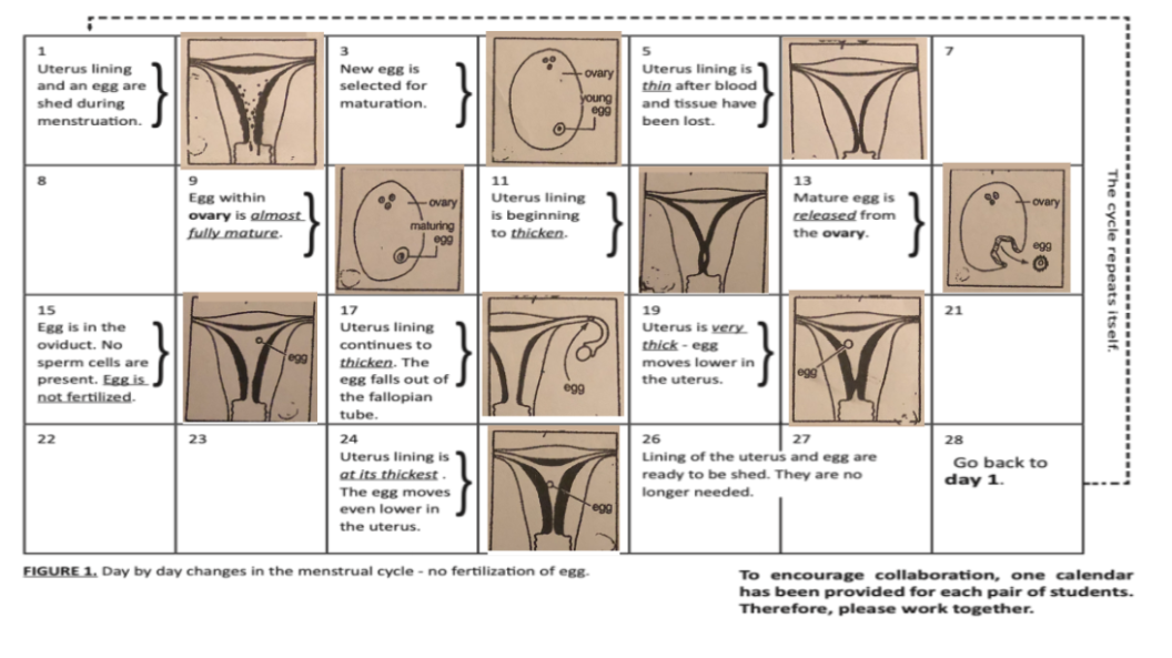 3.
New egg is
1
Uterus lining
and an egg are
Uterus lining is
thin after blood
-ovary
selected for
shed during
young
egg
maturation.
and tissue have
menstruation.
been lost.
11
13
Egg within
Uterus lining
is beginning
to thicken.
Mature egg is
released from
ovary
Fovary
ovary is almost
fully_mature.
maturing
egg
the ovary.
egg
15
17
19
21
Egg is in the
oviduct. No
Uterus lining
continues to
Uterus is very.
thick - egg
egg
sperm cells are
present. Egg is
not fertilized.
thicken. The
egg falls out of
the fallopian
moves lower in
the uterus.
egg
tube.
22
23
24
26
27
28
Uterus lining is
at its thickest.
Lining of the uterus and egg are
ready to be shed. They are no
longer needed.
Go back to
day 1.
The egg moves
even lower in
egg
the uterus.
FIGURE 1. Day by day changes in the menstrual cycle - no fertilization of egg.
To encourage collaboration, one calendar
has been provided for each pair of students.
Therefore, please work together.
The cycle repeats itself.
