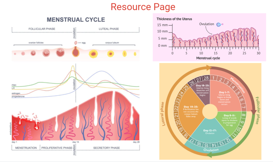 12 13 | 14 | 15 | 16 | 17 18 |19
Resource Page
MENSTRUAL CYCLE
Thickness of the Uterus
15 mm-
Ovulation C
FOLLICULAR PHASE
LUTEAL PHASE
10 mm
.
5 mm
O m
ovarian follicies
corpus luteum
5
10
15
20
25
30
Menstrual cycle
213 4|516
26 27 28
Day 18-25:
Uterine lining
detatches and
FSH
LH
estrogen
progesterone
menstruation
begins
Day I-7:
Uterus lining
begins to break
down and
menstruation
occurs
Day 18-25:
f fertilisation has
not occured, the
corpus luteum
fades away
00
Day 8-I1:
Lining of womb
starts to thickens
in preparation
for egg
Day 12-17:
Ovulation
10 11 12 /13
day 1
day 14
day 28
18
MENSTRUATION PROLIFERATIVE PHASE
b . .. .
SECRETORY PHASE
Ovulation
.
Follicular phase
Menstruation
Luteral phase
www
