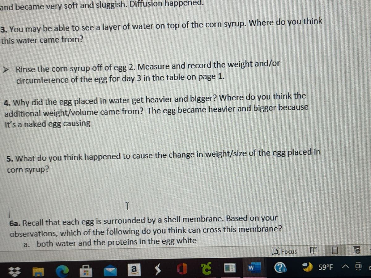 and became very soft and sluggish. Diffusion happened.
3. You may be able to see a layer of water on top of the corn syrup. Where do you think
this water came from?
Y Rinse the corn syrup off of egg 2. Measure and record the weight and/or
circumference of the egg for day 3 in the table on page 1.
4. Why did the egg placed in water get heavier and bigger? Where do you think the
additional weight/volume came from? The egg became heavier and bigger because
It's a naked egg causing
5. What do you think happened to cause the change in weight/size of the egg placed in
corn syrup?
6a. Recall that each egg is surrounded by a shell membrane. Based on your
observations, which of the following do you think can cross this membrane?
a. both water and the proteins in the egg white
O. Focus
目
尾
a
59°F A O
