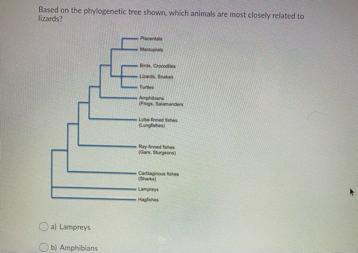 Based on the phylogenetic tree shown, which animals are most closely related to
lizards?
Placentals
Marsupials
Birds. Crocodiles
Lizards, Snakes
Turtles
Amphibians
(Frogs, Salamanders
Lobe-finned fishes
(Lungfishes)
Ray-finned fishes
(Gars, Sturgeons)
Cartilaginous fishes
(Sharks)
Lampreys
Hagfishes
a) Lampreys
O b) Amphibians
