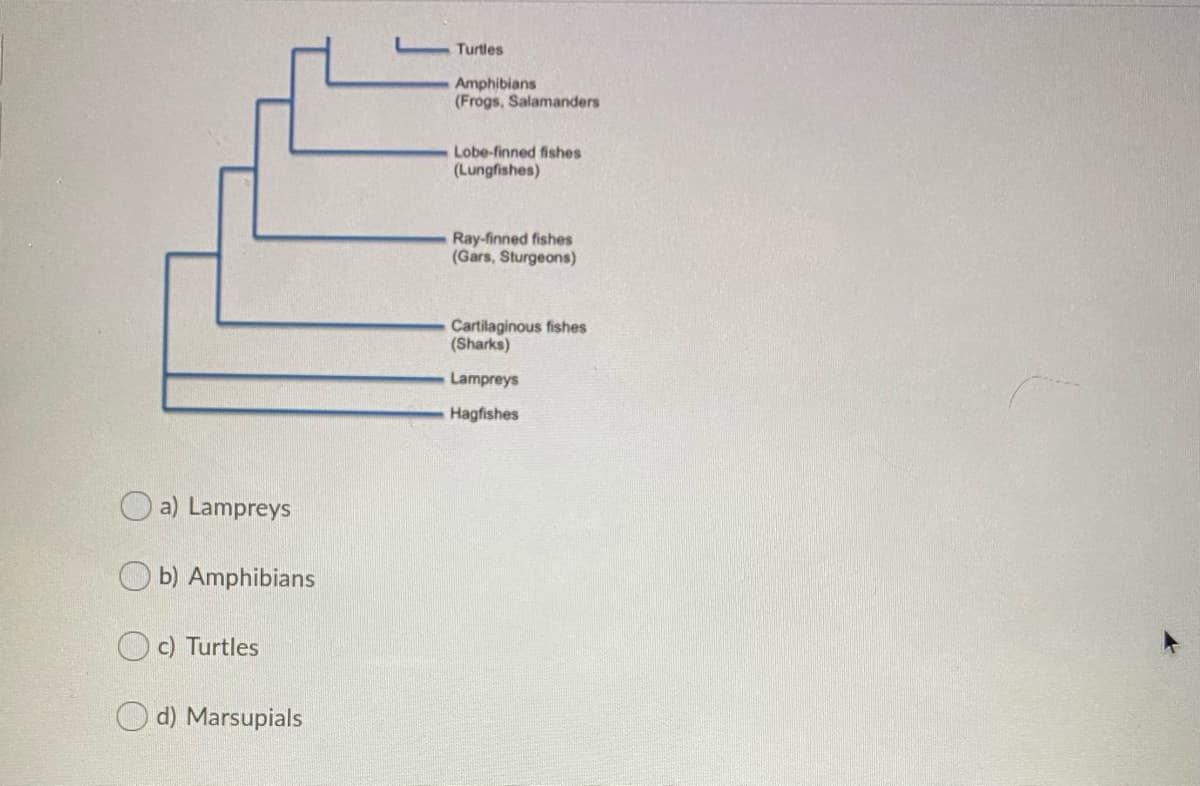 Turtles
Amphibians
(Frogs, Salamanders
Lobe-finned fishes
(Lungfishes)
Ray-finned fishes
(Gars, Sturgeons)
Cartilaginous fishes
(Sharks)
Lampreys
Hagfishes
O a) Lampreys
O b) Amphibians
O c) Turtles
d) Marsupials
