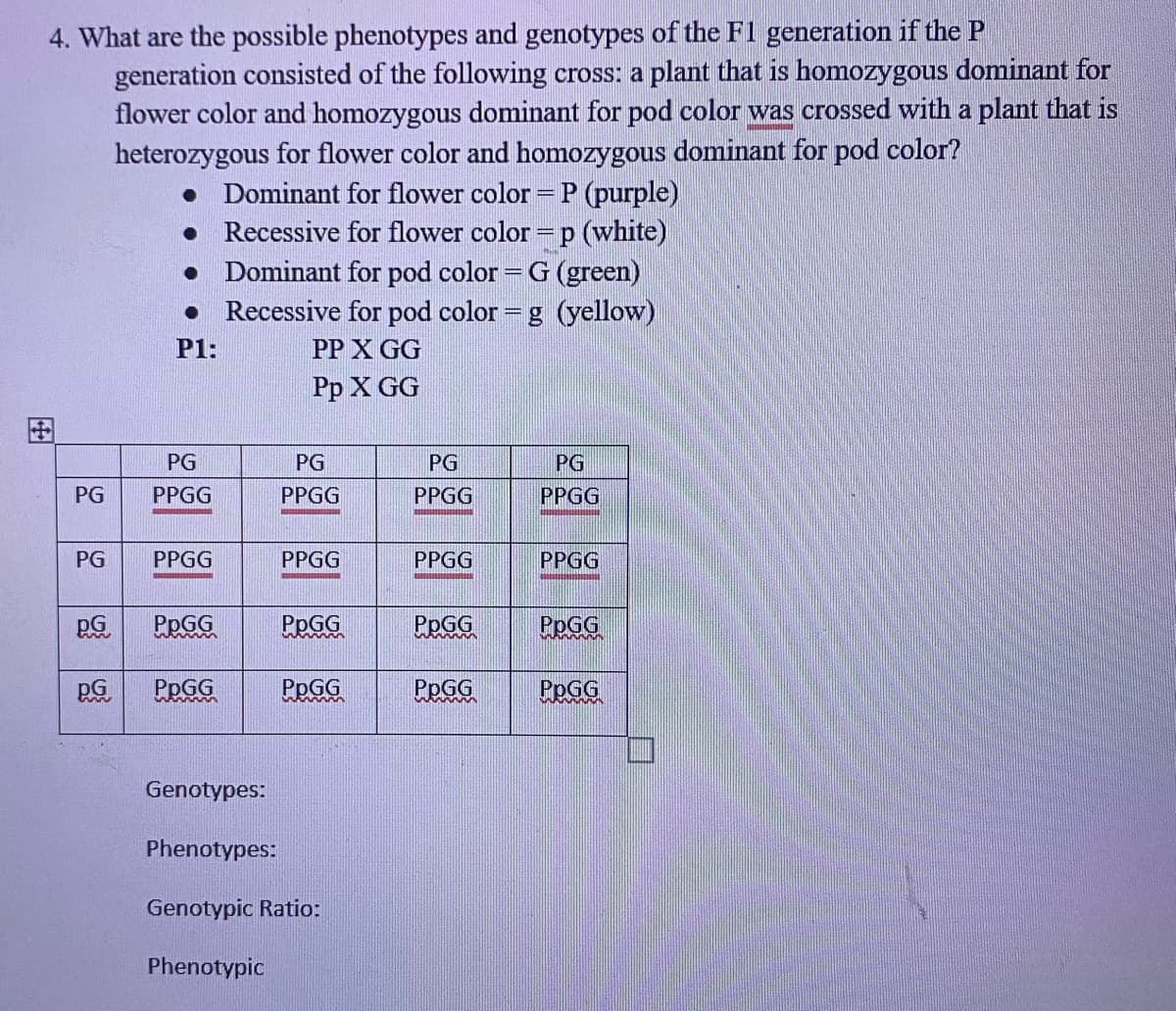 4. What are the possible phenotypes and genotypes of the F1 generation if the P
generation consisted of the following cross: a plant that is homozygous dominant for
flower color and homozygous dominant for pod color was crossed with a plant that is
heterozygous for flower color and homozygous dominant for pod color?
Dominant for flower color – P (purple)
Recessive for flower color = p (white)
Dominant for pod color =G (green)
Recessive for pod color = g (yellow)
%3D
P1:
PP X GG
Рр X GG
PG
PG
PG
PG
PG
PPGG
PPGG
PPGG
PPGG
PG
PPGG
PPGG
PPGG
PPGG
PPGG
PPGG
Pp
pG
PPGG
PpGG
PPGG
PpGG
Genotypes:
Phenotypes:
Genotypic Ratio:
Phenotypic
田
