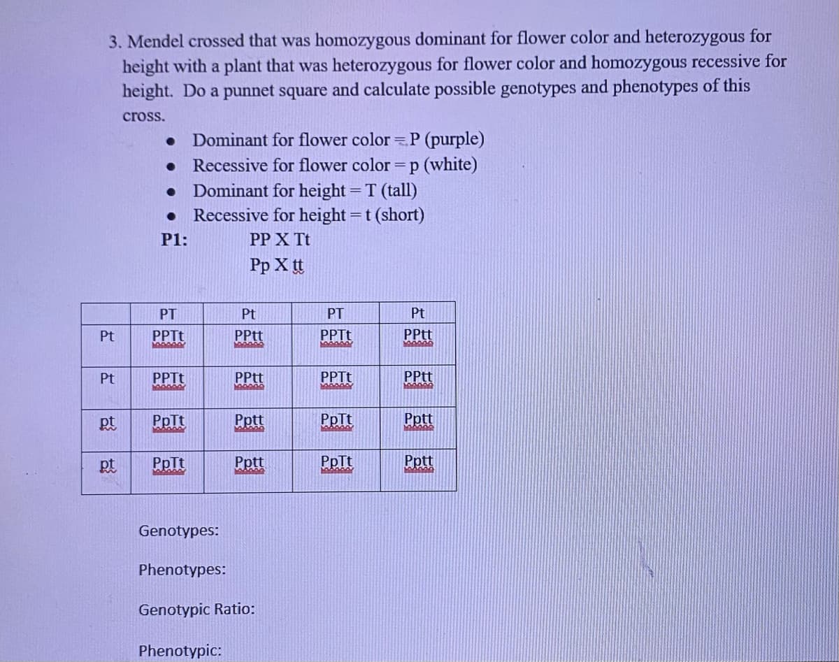 3. Mendel crossed that was homozygous dominant for flower color and heterozygous for
height with a plant that was heterozygous for flower color and homozygous recessive for
height. Do a punnet square and calculate possible genotypes and phenotypes of this
cross.
Dominant for flower color = P (purple)
Recessive for flower color = p (white)
Dominant for height = T (tall)
Recessive for height =t (short)
%3D
P1:
PP X Tt
Pp X tt
PT
Pt
PT
Pt
Pt
PPTT
PPtt
PPTT
PPtt
Pt
PPTT
PPtt
PPTt
PPtt
pt
PpTt
Pptt
PpTt
Pptt
pt
PpIt
Pptt
PpTt
Genotypes:
Phenotypes:
Genotypic Ratio:
Phenotypic:
