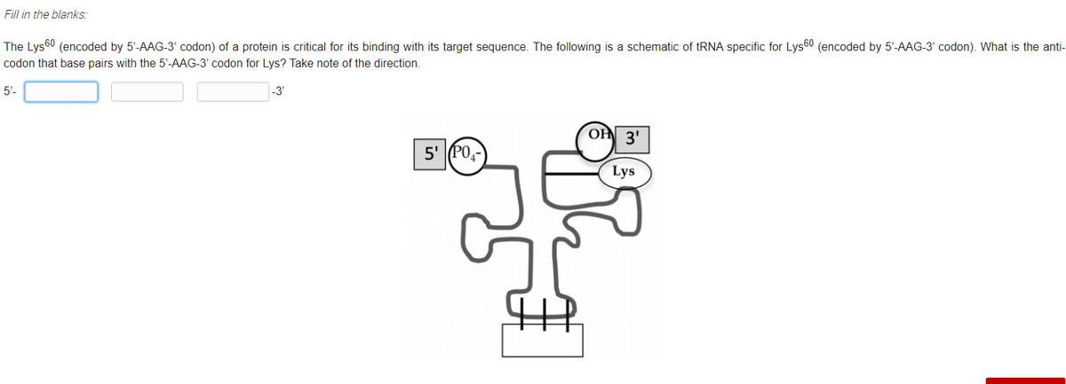 Fill in the blanks:
The Lys60 (encoded by 5'-AAG-3' codon) of a protein is critical for its binding with its target sequence. The following is a schematic of tRNA specific for Lys60 (encoded by 5'-AAG-3' codon). What is the anti-
codon that base pairs with the 5'-AAG-3' codon for Lys? Take note of the direction.
5'-
-3'
3'
5' PO,
Lys
