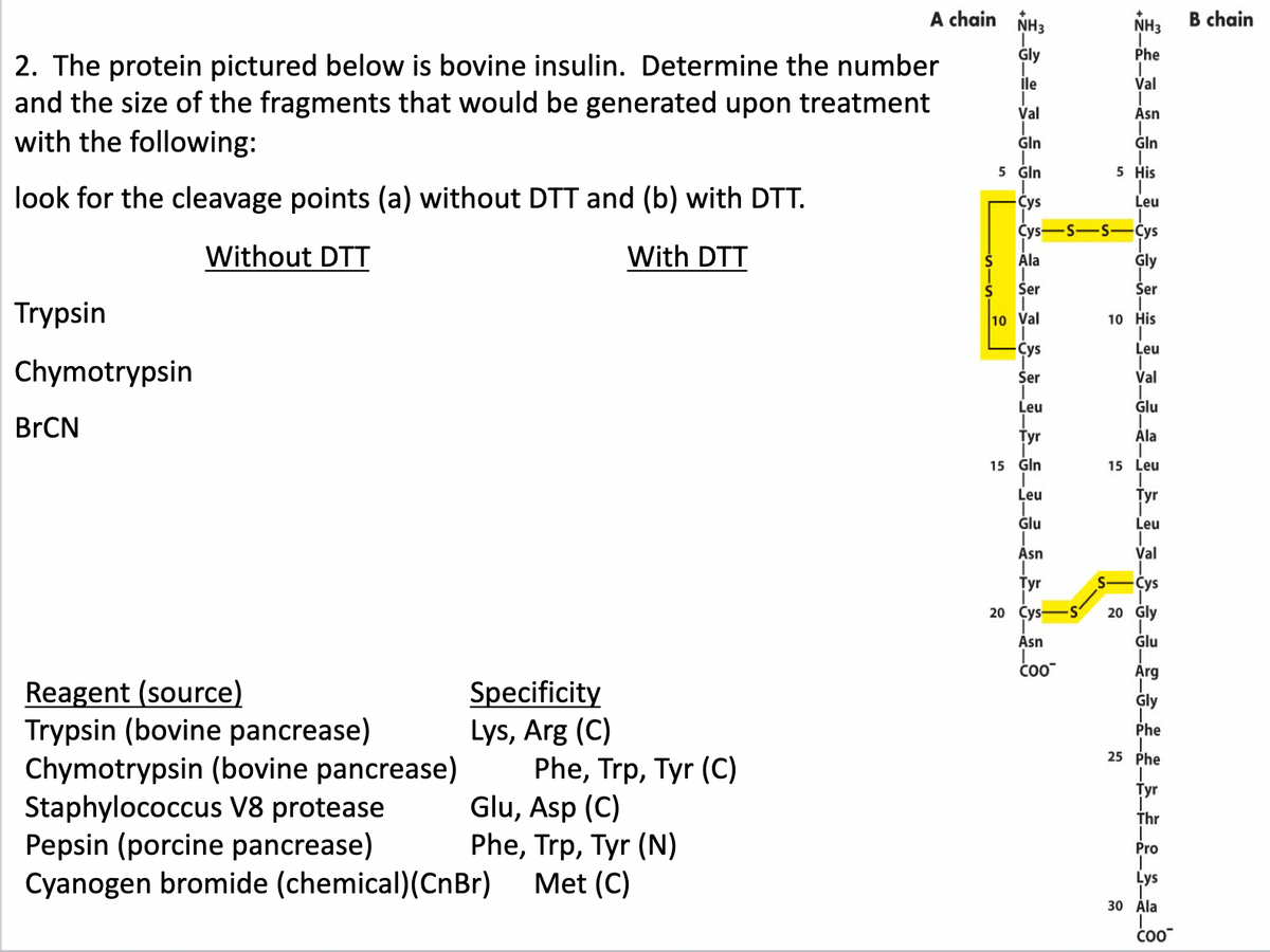 A chain
NH3
NH3
B chain
Gly
Phe
2. The protein pictured below is bovine insulin. Determine the number
and the size of the fragments that would be generated upon treatment
with the following:
İle
Val
Val
Asn
Gln
Gln
5 Ġln
5 His
look for the cleavage points (a) without DTT and (b) with DTT.
Cys
Leu
Cys
S-S
Cys
Without DTT
With DTT
Ala
Ģly
Ser
Ser
Trypsin
10 Val
10 His
Cys
Leu
Chymotrypsin
Ser
Val
Leu
Glu
BrCN
Tyr
Ala
15 Gln
15 Leu
Leu
Тyr
Ġlu
Leu
Ásn
Val
Тyr
Cys
20 Çys
20 Gly
Asn
Glu
Arg
Reagent (source)
Trypsin (bovine pancrease)
Chymotrypsin (bovine pancrease)
Staphylococcus V8 protease
Pepsin (porcine pancrease)
Cyanogen bromide (chemical)(CnBr)
Specificity
Lys, Arg (C)
Phe, Trp, Tyr (C)
Glu, Asp (C)
Phe, Trp, Tyr (N)
Met (C)
Gly
Phe
25 Phe
Тyr
Thr
Pro
Lys
30 Ála
