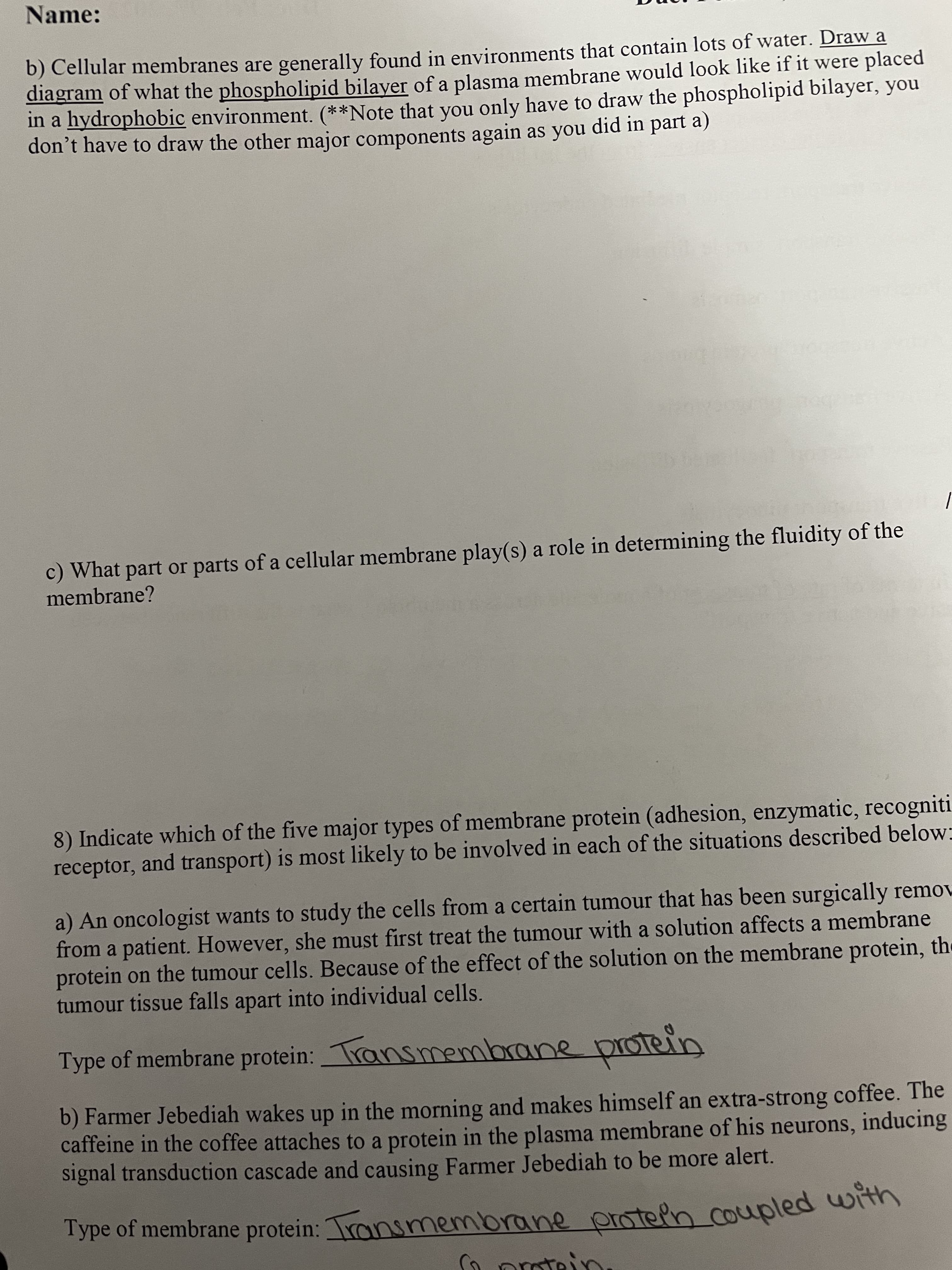 Name:
b) Cellular membranes are generally found in environments that contain lots of water. Draw a
diagram of what the phospholipid bilayer of a plasma membrane would look like if it were placed
in a hydrophobic environment. (**Note that you only have to draw the phospholipid bilayer, you
don't have to draw the other major components again as you did in part a)
c) What part or parts of a cellular membrane play(s) a role in determining the fluidity of the
membrane?
8) Indicate which of the five major types of membrane protein (adhesion, enzymatic, recogniti
receptor, and transport) is most likely to be involved in each of the situations described below:
a) An oncologist wants to study the cells from a certain tumour that has been surgically remov
from a patient. However, she must first treat the tumour with a solution affects a membrane
protein on the tumour cells. Because of the effect of the solution on the membrane protein, the
tumour tissue falls apart into individual cells.
Type of membrane protein: Transmembrane
protein
b) Farmer Jebediah wakes up in the morning and makes himself an extra-strong coffee. The
caffeine in the coffee attaches to a protein in the plasma membrane of his neurons, inducing
signal transduction cascade and causing Farmer Jebediah to be more alert.
Type of membrane protein: Transmembrane proteln coupledd wih
