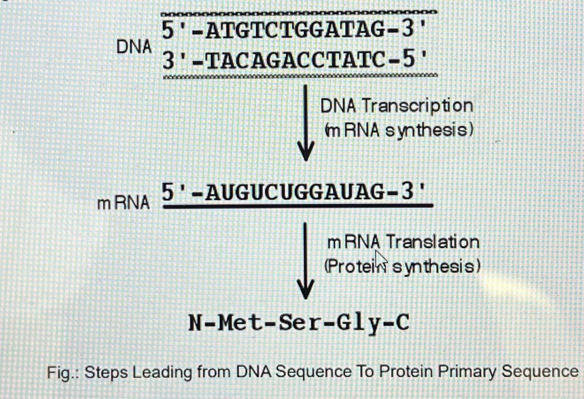 DNA
mRNA
5-ATGTCTGGATAG-3'
3-TACAGACCTATC-5'
DNA Transcription
mRNA synthesis)
5'-AUGUCUGGAUAG-3'
mRNA Translation
(Protein synthesis)
N-Met-Ser-Gly-C
Fig.: Steps Leading from DNA Sequence To Protein Primary Sequence
