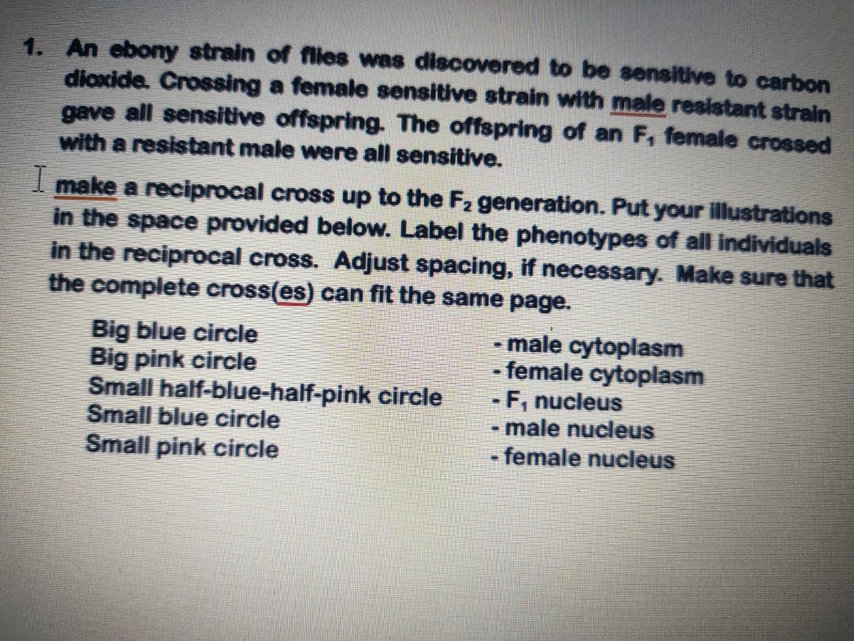 1. An ebony strain of flies was discovered to be sensitive to carbon
dioxide. Crossing a female sensitive strain with male resistant strain
gave all sensitive offspring. The offspring of an F, female crossed
with a resistant male were all sensitive.
I make a reciprocal cross up to the F2 generation. Put your illustrations
in the space provided below. Label the phenotypes of all individuals
in the reciprocal cross. Adjust spacing, if necessary. Make sure that
the complete cross(es) can fit the same page.
Big blue circle
Big pink circle
Small half-blue-half-pink circle
Small blue circle
Small pink circle
- male cytoplasm
- female cytoplasm
F, nucleus
male nucleus
-female nucleus
