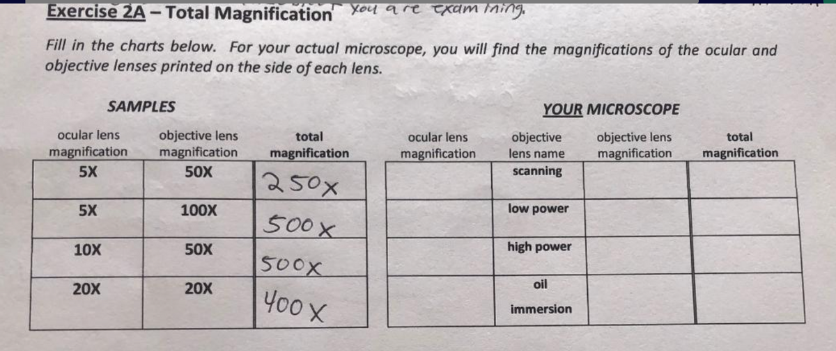 Exercise 2A - Total Magnification You are exam ining.
Fill in the charts below. For your actual microscope, you will find the magnifications of the ocular and
objective lenses printed on the side of each lens.
SAMPLES
YOUR MICROSCOPE
ocular lens
objective lens
objective lens
magnification
total
ocular lens
objective
total
magnification
magnification
50X
magnification
magnification
lens name
magnification
5X
scanning
250x
5X
100X
low power
500x
10X
50X
high power
500X
20X
20X
oil
400 X
immersion

