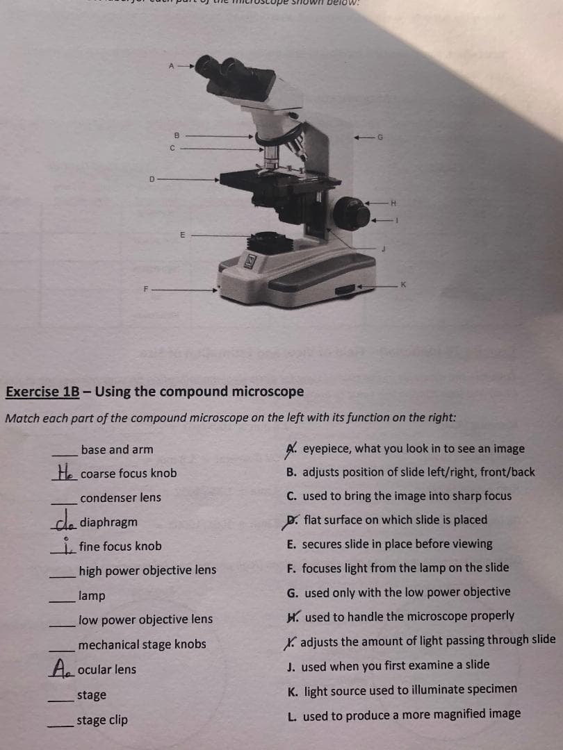 below:
Exercise 1B- Using the compound microscope
Match each part of the compound microscope on the left with its function on the right:
base and arm
A. eyepiece, what you look in to see an image
He coarse focus knob
B. adjusts position of slide left/right, front/back
condenser lens
C. used to bring the image into sharp focus
da diaphragm
D. flat surface on which slide is placed
1. fine focus knob
E. secures slide in place before viewing
high power objective lens
F. focuses light from the lamp on the slide
lamp
G. used only with the low power objective
low power objective lens
H. used to handle the microscope properly
mechanical stage knobs
Y. adjusts the amount of light passing through slide
A ocular lens
J. used when you first examine a slide
stage
K. light source used to illuminate specimen
stage clip
L. used to produce a more magnified image
-
