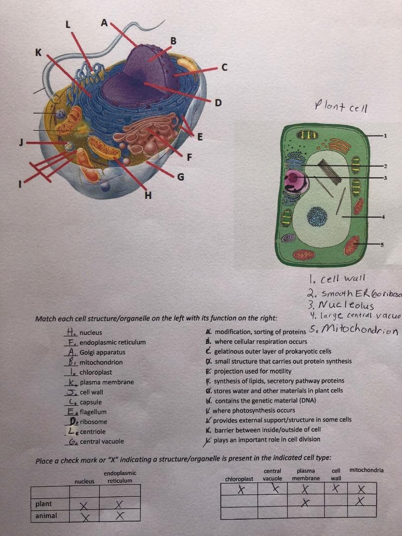 В
K
C
p lont ce il
H.
1. cell wall
2. smooth ER 6oribosa
3. Nucleolus
4. large central vacuo
Match each cell structure/organelle on the left with its function on the right:
A. modification, sorting of proteins 5. Mitochondrion
B. where cellular respiration occurs
A. nucleus
F. endoplasmic reticulum
A. Golgi apparatus
B. mitochondrion
le chloroplast
K. plasma membrane
C. gelatinous outer layer of prokaryotic cells
D. small structure that carries out protein synthesis
E projection used for motility
F. synthesis of lipids, secretory pathway proteins
Je cell wall
4 capsule
E flagellum
D. ribosome
Le centriole
6, central vacuole
G. stores water and other materials in plant cells
H. contains the genetic material (DNA)
K where photosynthesis occurs
K provides external support/structure in some cells
K. barrier between inside/outside of cell
K plays an important role in cell division
Place a check mark or "X" indicating a structure/organelle is present in the indicated cell type:
mitochondria
central
vacuole
plasma
membrane
cll
endoplasmic
reticulum
chloroplast
wall
nucleus
plant
animal
