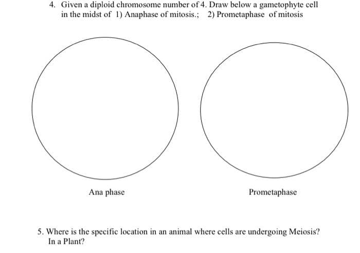 4. Given a diploid chromosome number of 4. Draw below a gametophyte cell
in the midst of 1) Anaphase of mitosis.; 2) Prometaphase of mitosis
Ana phase
Prometaphase
5. Where is the specific location in an animal where cells are undergoing Meiosis?
In a Plant?