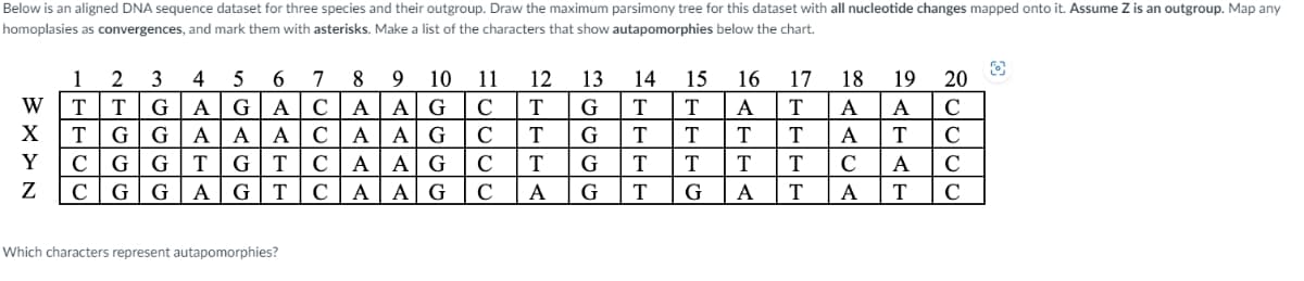 Below is an aligned DNA sequence dataset for three species and their outgroup. Draw the maximum parsimony tree for this dataset with all nucleotide changes mapped onto it. Assume Z is an outgroup. Map any
homoplasies as convergences, and mark them with asterisks. Make a list of the characters that show autapomorphies below the chart.
WAYN
X
2 3
4 5
6
T G A G
A
T
G G A A A
T G T
C
GG
C G G
A G
1
T
7
8 9 10
с A A G
CA A G
C A A G
A A G
T C
Which characters represent autapomorphies?
11
C
C
C
с
12 13
T
T
T
A
14
G T
G T
G T
G
T
15 16 17
T
T
T T
G
A
18 19 20
A T A A с
A
T T
T C
T C
A
C
T
A
T
C