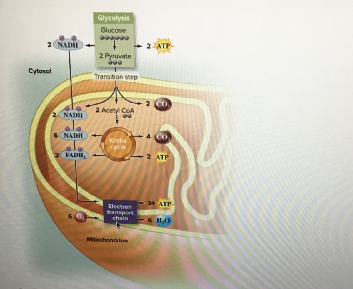 Glycolysis
Glucose
2 NADH
→ 2 ATP
2 Pyruvate
000
Cytosol
Transition step
2 CO,
2 Acetyl CoA
2 NADH
6 NADH
4 CO,
Krebs
cycle
2 FADH
2 ATP
34 ATP
Electron
transport
chain
-6 H,0
Mitochondrion
