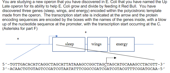 You are studying a new operon that you have discovered in E. Coli that you have named the Up
Late operon for its ability to help E. Coli grow and divide by feeding it Red Bull. You have
discovered three genes (sleep, wings, and energy) encoded within the polycistronic template
made from the operon. The transcription start site is indicated at the arrow and the protein
encoding sequences are encoded by the boxes with the names of the genes inside, with a blow
up of the nucleotide sequence at the promoter, with the transcription start occurring at the C.
(Asterisks for part F)
sleep
wings
energy
5'-TGTTGAСАСАТСАGGCТAGCATTАTААAGCCGGCTAGCTAGCATGCAAAGCCTАCGTT-3'
3'-АСААСТGTGTAGTCCGATCGTAATATTТCGGCCGAТCGATCGTACGTTTCGGATGCAA-5'
