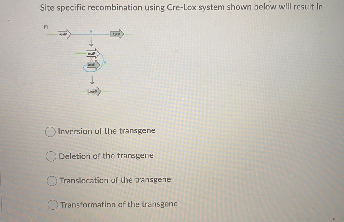 Site specific recombination using Cre-Lox system shown below will result in
A
laxP
toaP
laxP
JoxP
Inversion of the transgene
Deletion of the transgene
Translocation of the transgene
Transformation of the transgene
