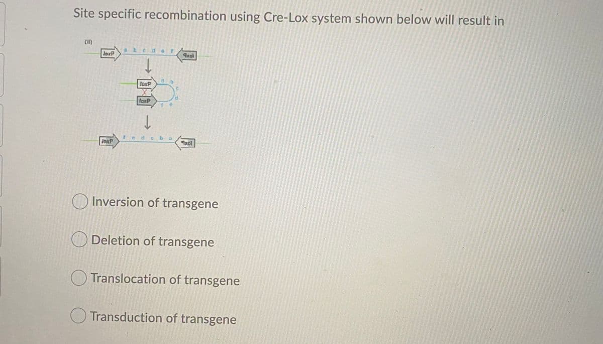 Site specific recombination using Cre-Lox system shown below will result in
JoxP
foxP
faxP
edeb a
JoxP
O Inversion of transgene
Deletion of transgene
Translocation of transgene
O Transduction of transgene
