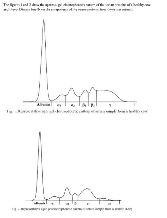 The figures 1 and 2 show the agarose- gel electrophoresis pattern of the serum proteins of a healthy cow
and sheep. Discuss briefly on the components of the serum proteins from these two animals.
Albumin a
az
Fig. 1. Representative agar gel electrophoretic pattern of serum sample from a healthy cow
Albumin |
Fig. 2. Representative agar gel electrophoretic pattem of serum sample from a healthy sheep
