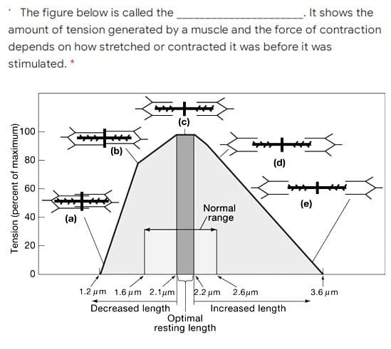* The figure below is called the
It shows the
amount of tension generated by a muscle and the force of contraction
depends on how stretched or contracted it was before it was
stimulated. *
100
80
(d)
60
(e)
Normal
/range
40
(a)
20
1.2 μm 1.6 μm 2.1 μm
2.2 um
2.6μm
3.6 μη
Decreased length
Increased length
Optimal
resting length
Tension (percent of maximum)
