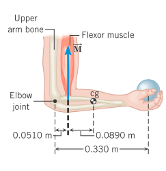Upper
arm bone
Flexor muscle
M
Elbow
cg
joint
'0.0890 m
0.330 m-
0.0510 mt
