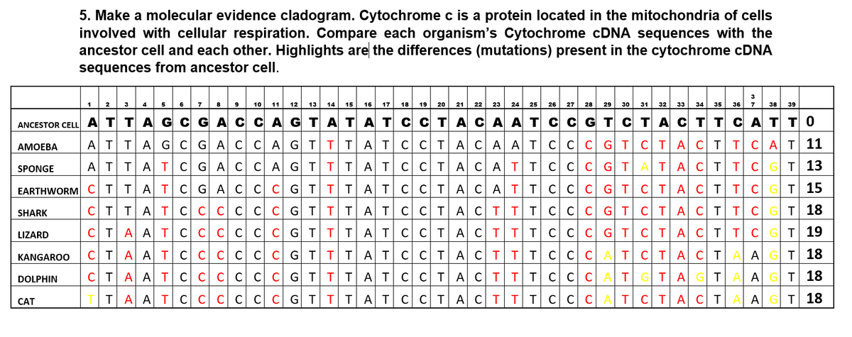 5. Make a molecular evidence cladogram. Cytochrome c is a protein located in the mitochondria of cells
involved with cellular respiration. Compare each organism's Cytochrome CDNA sequences with the
ancestor cell and each other. Highlights are the differences (mutations) present in the cytochrome CDNA
sequences from ancestor cell.
1
2 3
4
5
6
7
8
10
11
12
13
14 15
16
17
18
19
20
21
22
23
24
25
26
27
28
29
30
31
32
33
34
35
36
7
38
39
ANCESTOR CELL A Т ТА G CGA C СAGTA ТАТ С сТА СА А Т С С G T C T АСТТCАT TO
АМОЕВА
ATTA GC GA CCAGT ITAT C CTA CA AT
C C C G TCTA CT T CAT 11
AT TATC G ACC AGT TT AT C CT ACATT ccc G
ATACT
Т 13
SPONGE
EARTHWORM С ТТА Т С G A С| С С G TT TA Т С СТ А СА Т т
CC C GT
CTACT TC
т| 15
CT TAT C c cc CC G TT TATC CTACTTTCC C GT C TACT TCG T 18
SHARK
CT A ATCCCCCCGT TTAT C CTACTTT C cc GT CTACTTC GT 19
LIZARD
CTA ATC c cc cc G TT TAT C CTACTTT
CC CAT CTACTAAG T 18
KANGAROO
CTA A T C C C CC c G T T IAT C CT ACTT I C C C AT
GTAGT
А GT 18
DOLPHIN
TTA ATC c cccc GTT TATCCTACTTTC C C ATCTACTAAGT 18
САT
