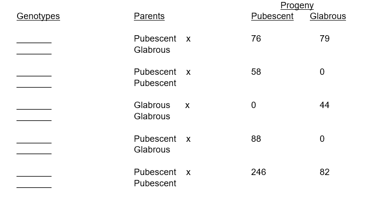 Progeny
Pubescent
Genotypes
Parents
Glabrous
Pubescent x
76
79
Glabrous
Pubescent x
58
Pubescent
Glabrous
44
Glabrous
Pubescent x
88
Glabrous
Pubescent x
246
82
Pubescent
