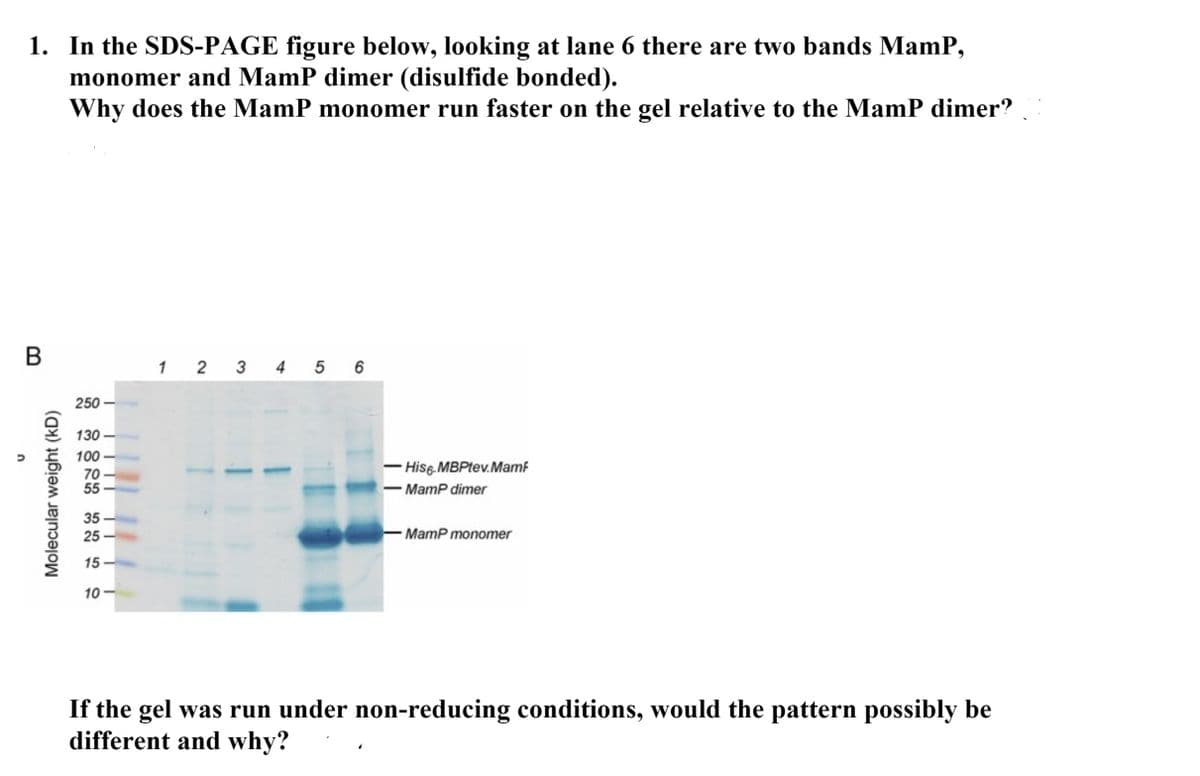 1. In the SDS-PAGE figure below, looking at lane 6 there are two bands MamP,
monomer and MamP dimer (disulfide bonded).
Why does the MamP monomer run faster on the gel relative to the MamP dimer?
1 2 3 4 5 6
250 -
130 -
100
70
55
- Hisg MBPtev.Mamf
MamP dimer
35 -
25-
- MamP monomer
15 -
10 -
If the gel was run under non-reducing conditions, would the pattern possibly be
different and why?
Molecular weight (kD)
