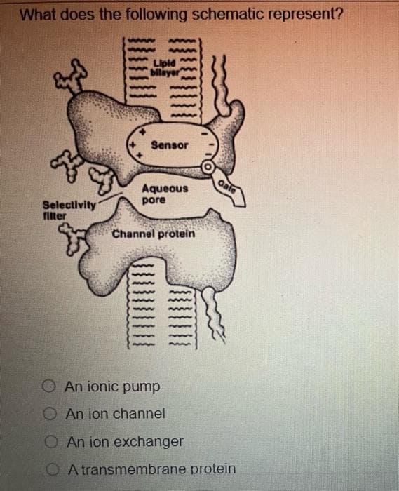 What does the following schematic represent?
Selectivity
filter
wwww mm
Lipid
bilayer
MM
Sensor
Aqueous
pore
Channel protein
O An ionic pump
O An ion channel
Gate
An ion exchanger
O A transmembrane protein