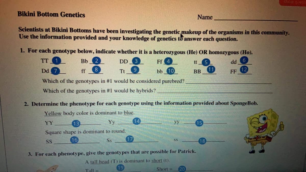 show quest
Bikini Bottom Genetics
Name
Scientists at Bikini Bottoms have been investigating the genetic makeup of the organisms in this community.
Use the information provided and your knowledge of genetics to answer each question.
1. For each genotype below, indicate whether it is a heterozygous (He) OR homozygous (Ho).
TT
1
9 PP
12
FF
Bb
DD
Ff 4
tt
Dd 7
ff
8
Tt
9.
bb 10
BB
11
Which of the genotypes in #1 would be considered purebred?
Which of the genotypes in #1 would be hybrids?
2. Determine the phenotype for each genotype using the information provided about SpongeBob.
Yellow body color is dominant to blue.
YY
13
Yy
14
уу
15
Square shape is dominant to round.
16
Ss
17
SS
18
3. For each phenotype, give the genotypes that are possible for Patrick.
A tall head (T) is dominant to short (t).
Tall
Short =
