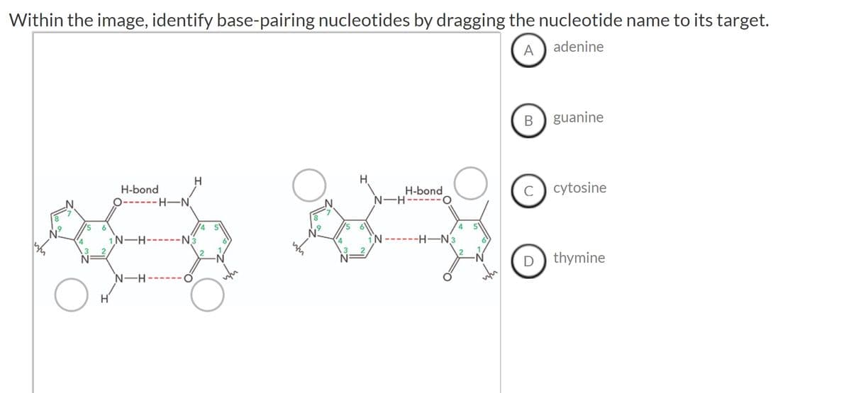Within the image, identify base-pairing nucleotides by dragging the nucleotide name to its target.
A
adenine
un
4
O
6
H-bond
-H-N
1N-H--
N-H
-N3
O
O
wn
N-H
iN
H-bond
--H-N3
B
guanine
с cytosine
D
thymine