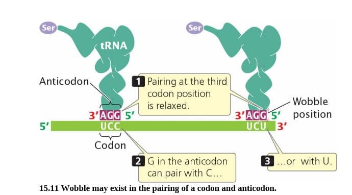 Ser
Ser
TRNA
1 Pairing at the third
codon position
is relaxed.
Anticodon.
Wobble
3'AGG 5'
UCC
3'AGG S' position
UCU 3'
5'
Codon
2 G in the anticodon
can pair with C...
3...or with U.
15.11 Wobble may exist in the pairing of a codon and anticodon.
