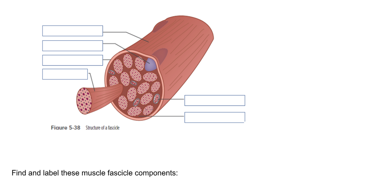Figure 5-38 Structure of a fascicle
Find and label these muscle fascicle components: