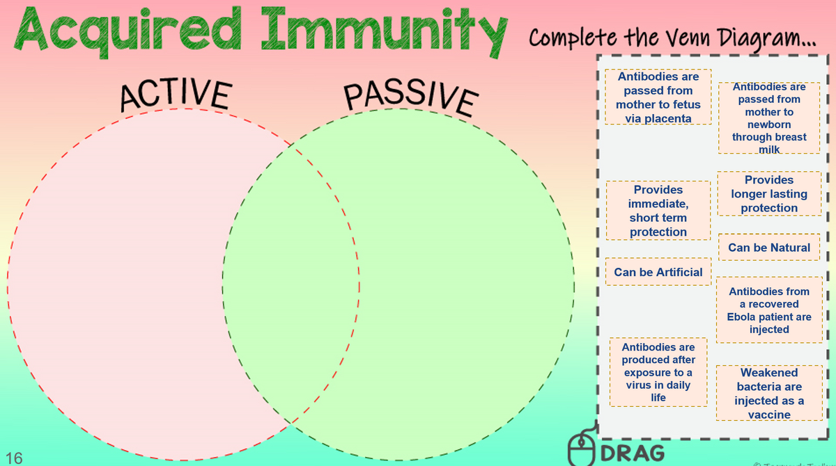 Acquired Immunity complete the Vem Diagram.
Antibodies are
ACTIVE
PASSIVE
passed from
mother to fetus
Antibodies are
passed from
mother to
via placenta
newborn
through breast
milk
Provides
Provides
longer lasting
immediate,
protection
short term
protection
Can be Natural
Can be Artificial
Antibodies from
a recovered
Ebola patient are
injected
Antibodies are
produced after
exposure to a
virus in daily
life
Weakened
bacteria are
injected as a
vaccine
16
DRAG
