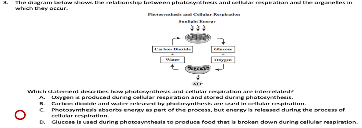The diagram below shows the relationship between photosynthesis and cellular respiration and the organelles in
which they occur.
3.
Photosynthesis and Cellular Respiration
Sunlight Energy
Carbon Dioxide
Glucose
+
Water
Oxygen
ATP
Which statement describes how photosynthesis and cellular respiration are interrelated?
A.
Oxygen is produced during cellular respiration and stored during photosynthesis.
Carbon dioxide and water released by photosynthesis are used in cellular respiration.
C.
В.
Photosynthesis absorbs energy as part of the process, but energy is released during the process of
cellular respiration.
D.
Glucose is used during photosynthesis to produce food that is broken down during cellular respiration.
