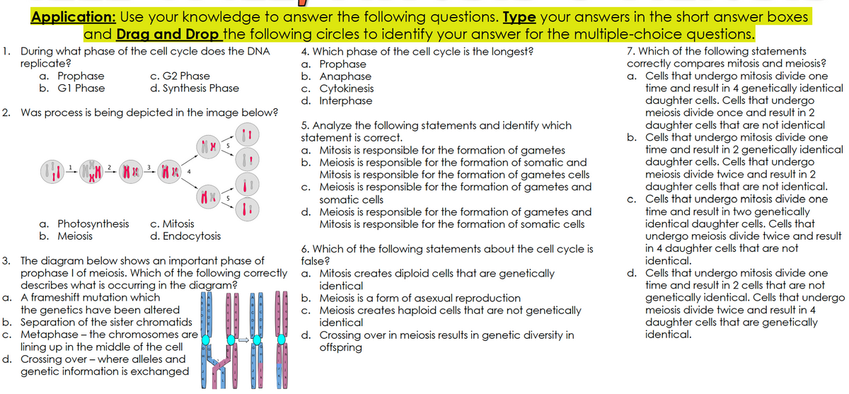 Application: Use your knowledge to answer the following questions. Iype your answers in the short answer boxes
and Drag and Drop the following circles to identify your answer for the multiple-choice questions.
1. During what phase of the cell cycle does the DNA
4. Which phase of the cell cycle is the longest?
a. Prophase
b. Anaphase
c. Cytokinesis
d. Interphase
7. Which of the following statements
correctly compares mitosis and meiosis?
a. Cells that undergo mitosis divide one
time and result in 4 genetically identical
daughter cells. Cells that undergo
meiosis divide once and result in 2
replicate?
a. Prophase
b. GI Phase
c. G2 Phase
d. Synthesis Phase
2.
Was process is being depicted in the image below?
daughter cells that are not identical
b. Cells that undergo mitosis divide one
time and result in 2 genetically identical
daughter cells. Cells that undergo
meiosis divide twice and result in 2
5. Analyze the following statements and identify which
statement is correct.
a. Mitosis is responsible for the formation of gametes
b. Meiosis is responsible for the formation of somatic and
Mitosis is responsible for the formation of gametes cells
c. Meiosis is responsible for the formation of gametes and
somatic cells
2- - A
3
daughter cells that are not identical.
c. Cells that undergo mitosis divide one
time and result in two genetically
identical daughter cells. Cells that
undergo meiosis divide twice and result
in 4 daughter cells that are not
identical.
5
d. Meiosis is responsible for the formation of gametes and
Mitosis is responsible for the formation of somatic cells
a. Photosynthesis
b. Meiosis
c. Mitosis
d. Endocytosis
6. Which of the following statements about the cell cycle is
false?
3. The diagram below shows an important phase of
prophase I of meiosis. Which of the following correctly
describes what is occurring in the diagram?
a. A frameshift mutation which
the genetics have been altered
b. Separation of the sister chromatids
c. Metaphase – the chromosomes are
lining up in the middle of the cell
d. Crossing over – where alleles and
genetic information is exchanged
a. Mitosis creates diploid cells that are genetically
identical
d. Cells that undergo mitosis divide one
time and result in 2 cells that are not
b. Meiosis is a form of asexual reproduction
c. Meiosis creates haploid cells that are not genetically
identical
genetically identical. Cells that undergo
meiosis divide twice and result in 4
daughter cells that are genetically
identical.
d. Crossing over in meiosis results in genetic diversity in
offspring
