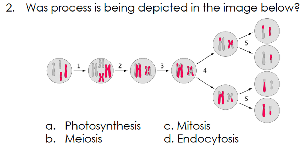 2. Was process is being depicted in the image below?
1
2
3
4
a. Photosynthesis
b. Meiosis
c. Mitosis
d. Endocytosis
eee
