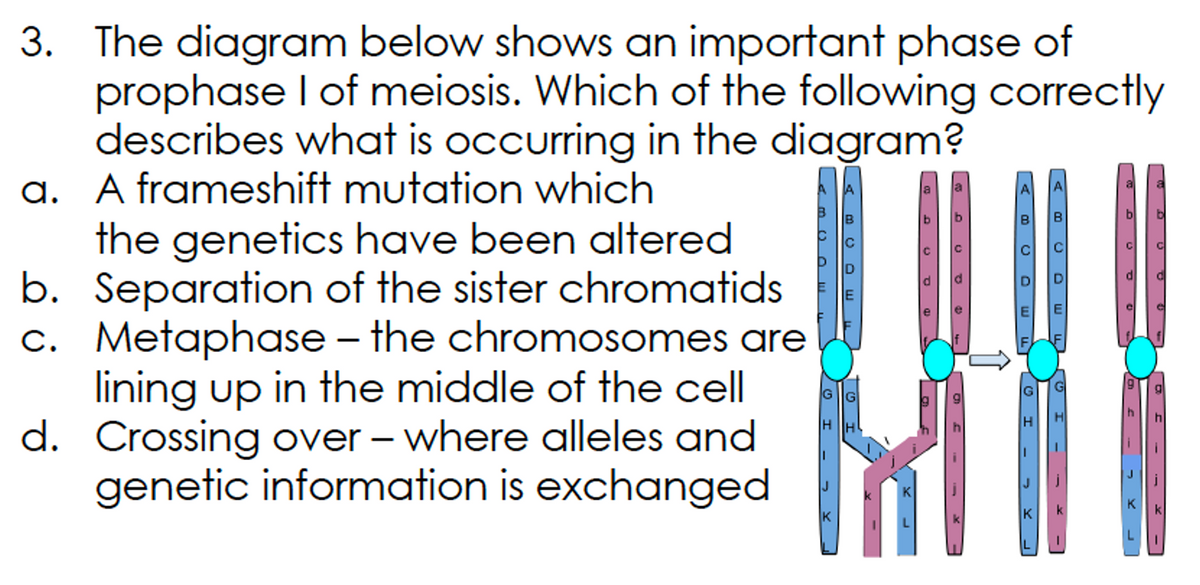 3. The diagram below shows an important phase of
prophase I of meiosis. Which of the following correctly
describes what is occurring in the diagram?
a. A frameshift mutation which
the genetics have been altered
b. Separation of the sister chromatids
c. Metaphase – the chromosomes are
lining up in the middle of the cell
d. Crossing over – where alleles and
genetic information is exchanged
A
B
B
C
di
G
H
h
K
K
