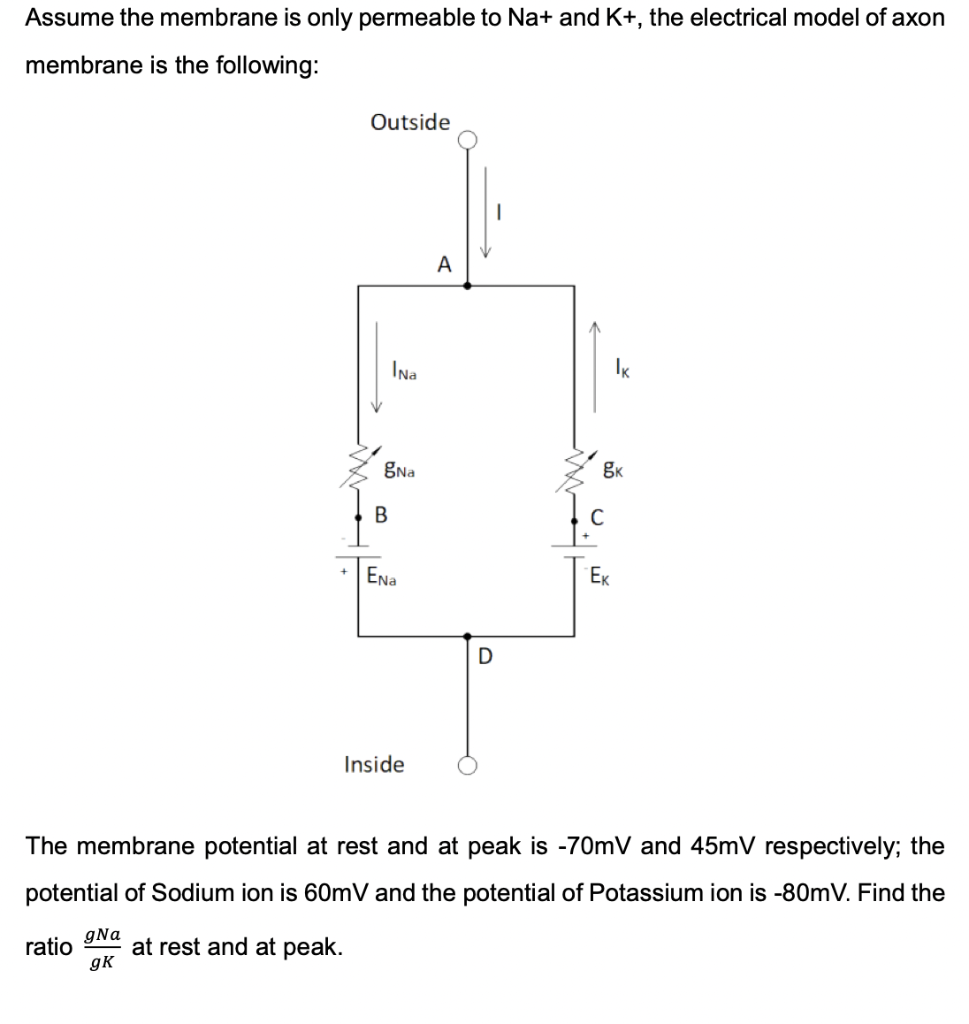 Assume the membrane is only permeable to Na+ and K+, the electrical model of axon
membrane is the following:
Outside
A
INa
gna
ENa
Ex
D
Inside
The membrane potential at rest and at peak is -70mV and 45mV respectively; the
potential of Sodium ion is 60mV and the potential of Potassium ion is -80mV. Find the
ratio 9Na
at rest and at peak.
gK
